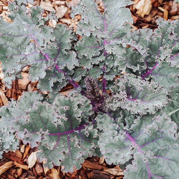 Ridge Haven Ranch Kale