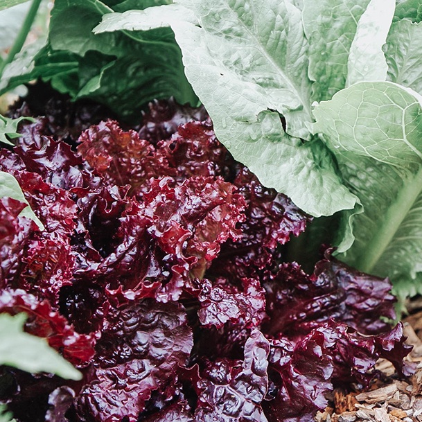 Ridge Haven Ranch Merlot Lettuce