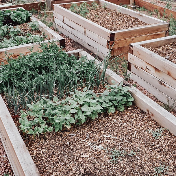 Ridge Haven Ranch Onions Arugula