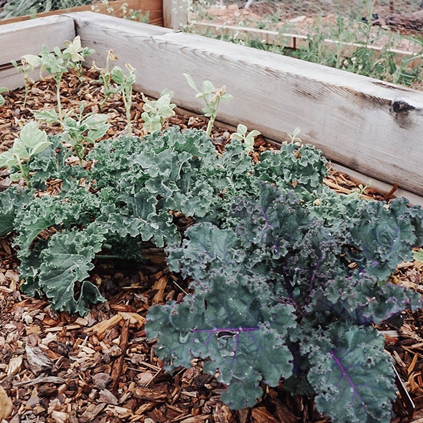 Ridge Haven Ranch Plants