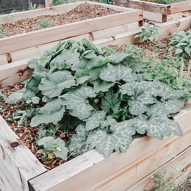 Ridge Haven Ranch Raised Garden