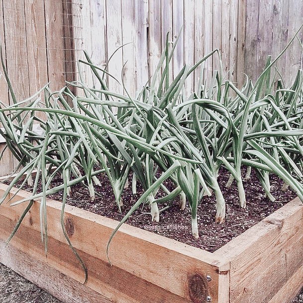 Small Wood Elevated Garden Bed Ideas Reclaimed Cedar