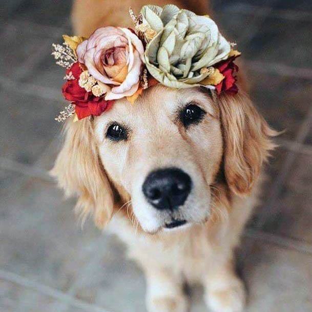 Sweet Golden Retriever Cute Gorgeous Flower Halo Wedding Inspiration