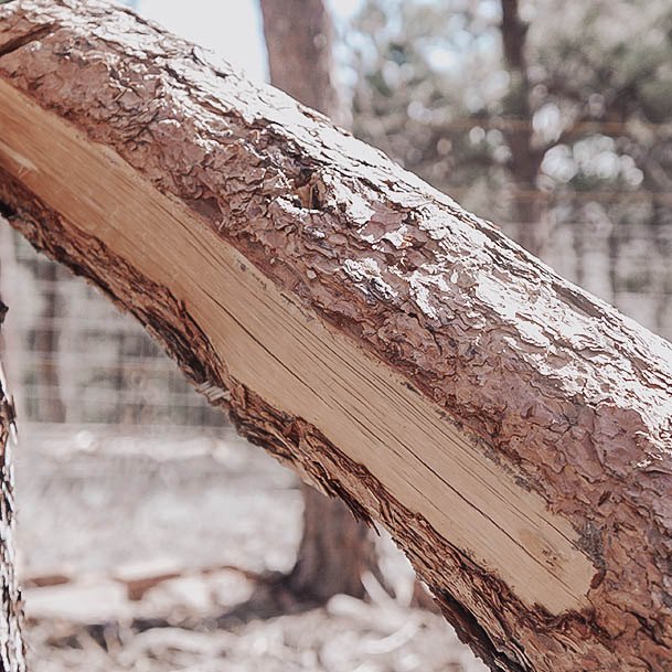 Things We Learned Raising Goats Eating Pine Bark