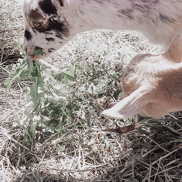 Things We Learned Raising Goats Hay Nutrition