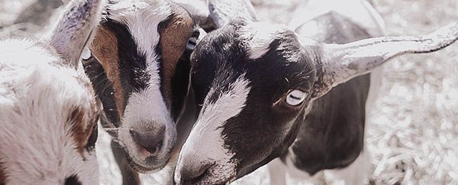 Top 50 Things We Learned Raising Goats – How To Raise Goats Like A Pro