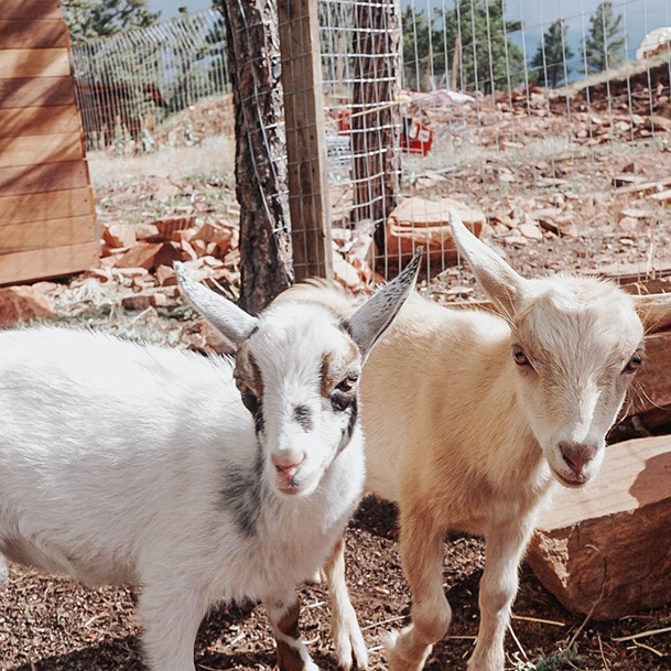 Two Goats Ridge Haven Ranch