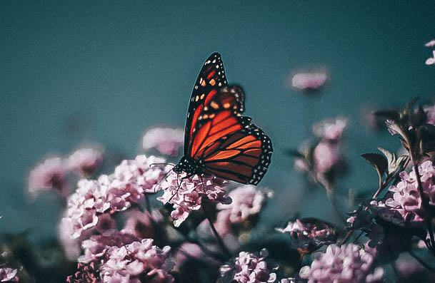 Visit A Butterfly Museum Date Ideas