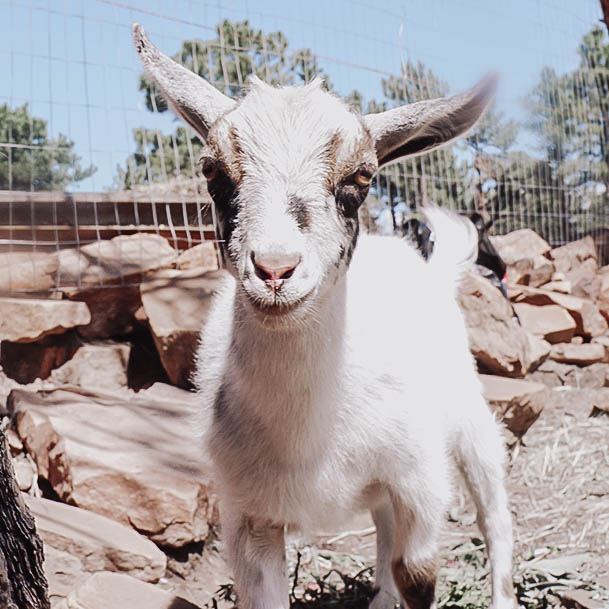 We We Raise Goats On Our Ranch Farm