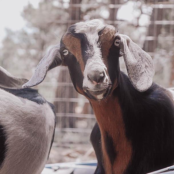 Why Are Goats Good Pets Companion Animals