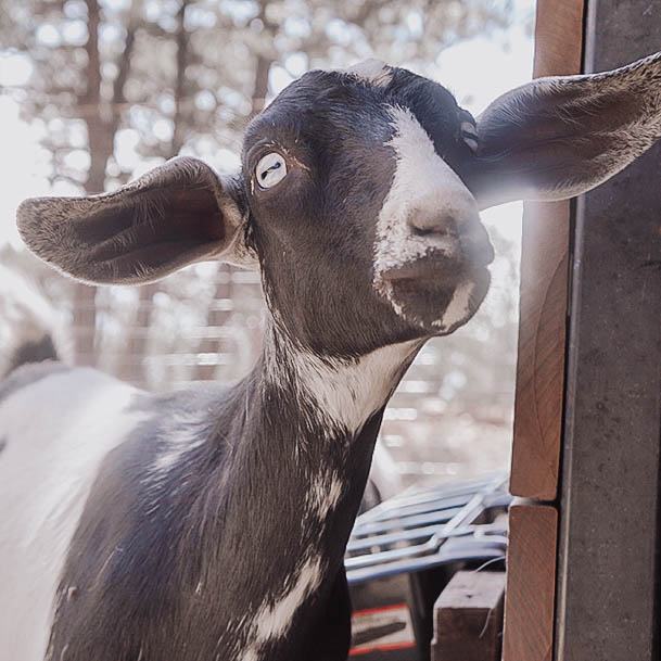 Why Raise Goats As Pets Or Livestock