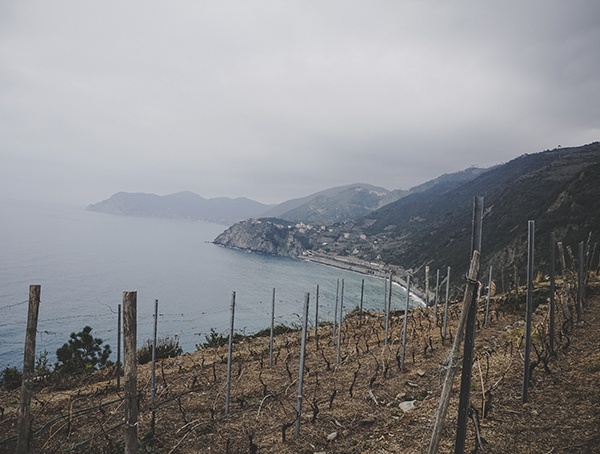 Wine Cinque Terre