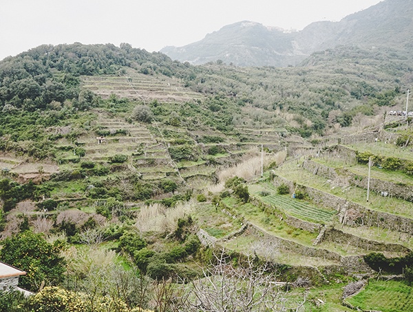 Wine Yards Cinque Terre